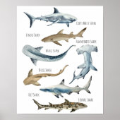Poster Requins (Devant)