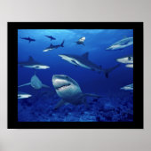 Poster requins (Devant)