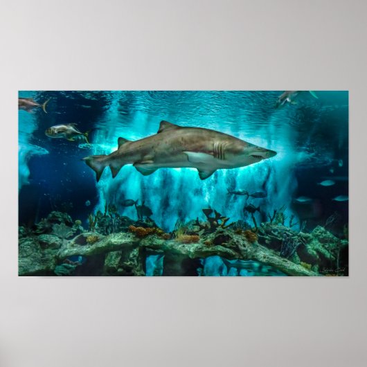 Poster Requins à l'étude (Devant)