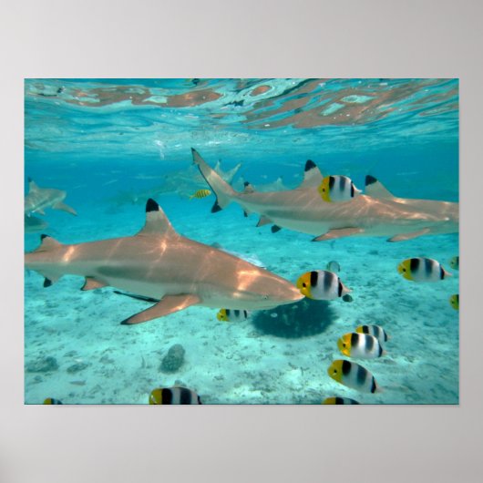 Poster Requins dans l'affiche du lagon de Bora Bora (Devant)