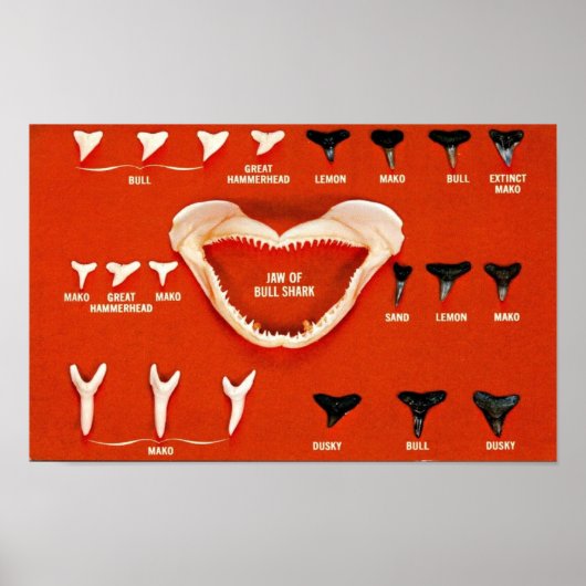 Poster Requins de Floride (Devant)