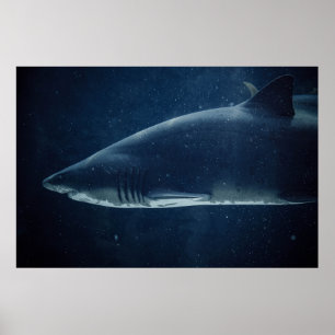 POSTER REQUINS NOIRS ET BLANCS SOUS L'EAU
