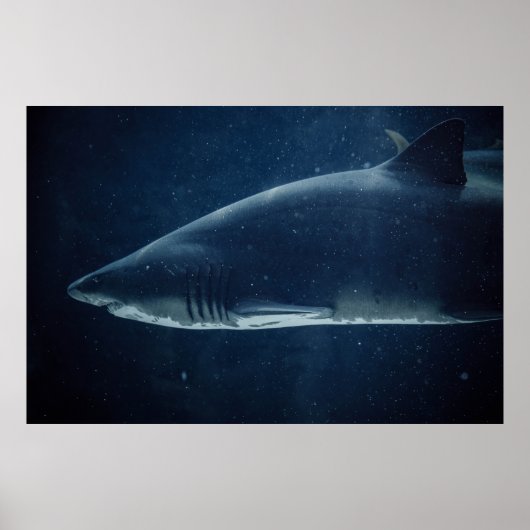 POSTER REQUINS NOIRS ET BLANCS SOUS L'EAU (Devant)