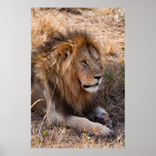 Poster Réservation nationale de Maasai Mara de lion,