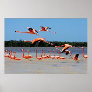 Poster Réserve de biosphère de Celestun