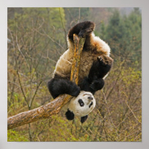 Poster Réserve de pandas de Wolong, Chine, 2 ans 1/2