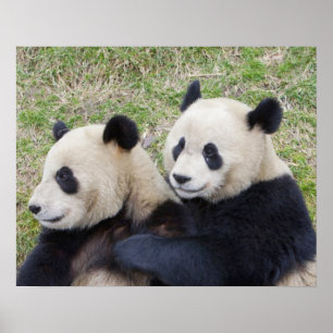 Poster Réserve de Wolong, Chine, Panda géant faisant un c