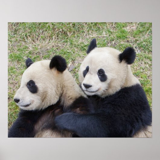 Poster Réserve de Wolong, Chine, Panda géant faisant un c (Devant)
