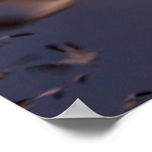 Poster Réserve nationale de faune de Bosque del Apache (Coin)