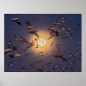 Poster Réserve nationale de faune de Bosque del Apache (Devant)