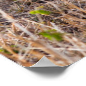 Poster Réserve nationale du Lion Massai Mara, Kenya (Coin)