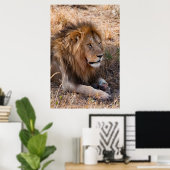 Poster Réserve nationale du Lion Massai Mara, Kenya (Bureau à domicile)