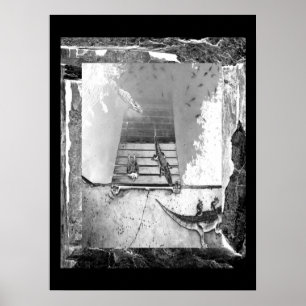 Poster Réservoir de reptiles
