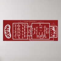 Respiration cellulaire 42x16