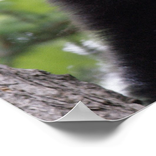 Poster Ressort - Ours noir (Coin)