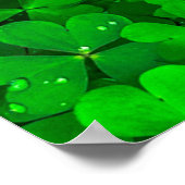 Poster Ressort shamrock vert feuille (Coin)