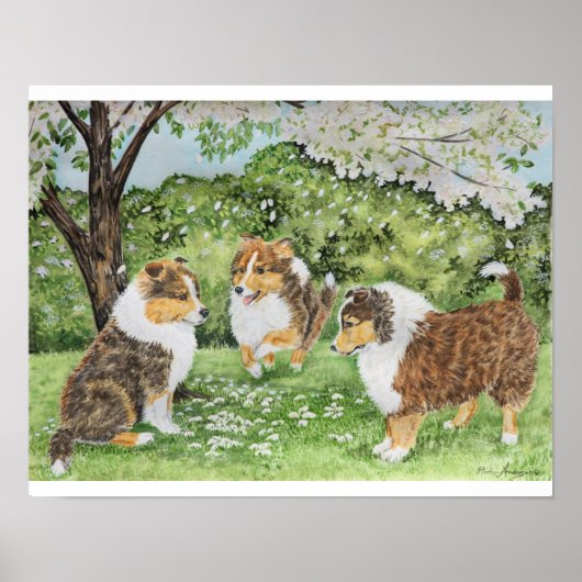 Poster Ressort Sheltie (Devant)