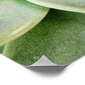 Poster Ressort Succulent (Coin)