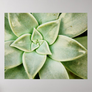 Poster Ressort Succulent