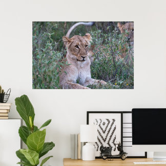 Poster Resting Lioness in African Safari