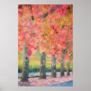 Poster Résumé des arbres de la vallée de Napa