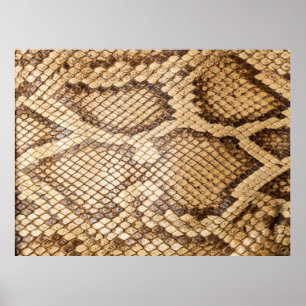 Poster Reticulated python skinpython, skin, snake, réticu