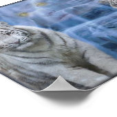 Poster retraite des tigres (Coin)