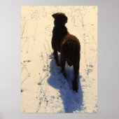 Poster Retriever de Chesapeake (Devant)