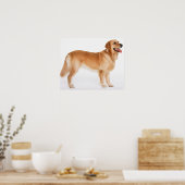 Poster Retriever doré (Cuisine)