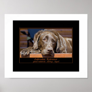 Poster Retriever du Labrador