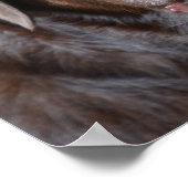 Poster Rétrificateur Labrador au chocolat adorable (Coin)