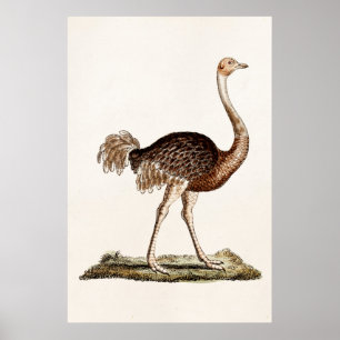 Poster Rétros autruches de 1700s d'illustration vintage