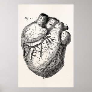 Poster Rétros coeurs cardiaques d'anatomie de coeur