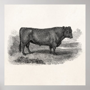 Poster Rétros taureaux de vache de 1800s à illustration