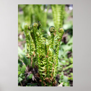 Poster Réveil de la jeune fougère dans le jardin