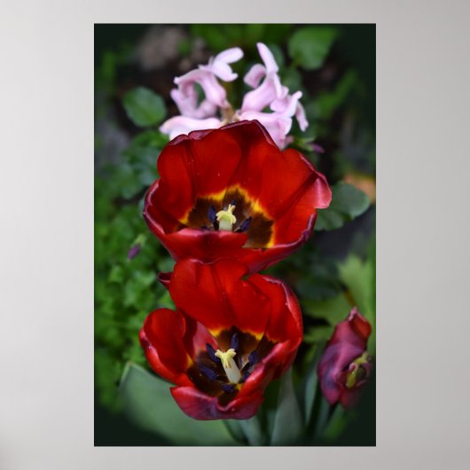 Poster Réveil printanier, Tulipes (Devant)