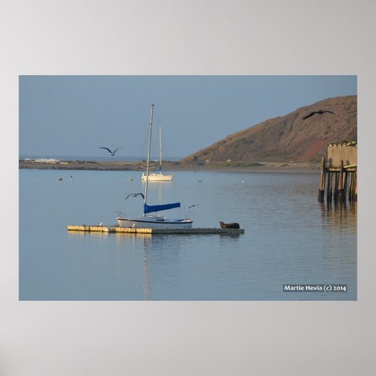 Poster Réveils de phoque à quai (Devant)