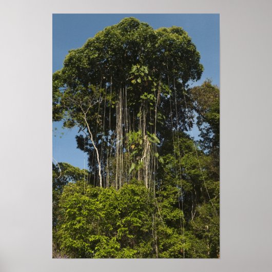 Poster Rewa River bordure Forêt forestière Guyane (Devant)