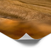 Poster Rhesus Macaque Baby (Macaca Mulatta) | En Sariska (Coin)