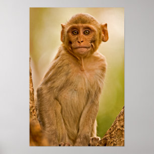 Poster Rhesus Macaque Baby (Macaca Mulatta)   En Sariska