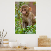 Poster Rhesus Monkey Baby, Monkey Temple, Jaipur (Cuisine)