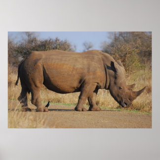 Poster Rhino