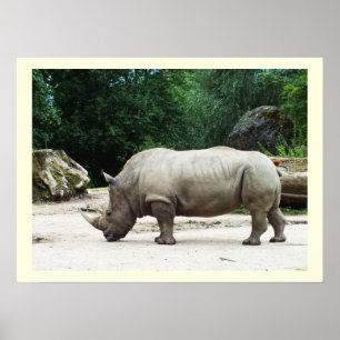 Poster Rhino