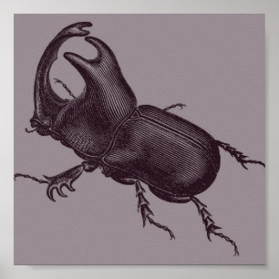 Poster Rhino Beetle, Scarabeus Chorinaeus