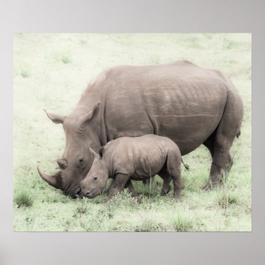 Poster Rhino blanc & Baby (Devant)