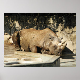 Poster Rhino couché