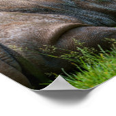 Poster Rhino Dans L'Herbe (Coin)