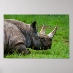 Poster Rhino Dans L'Herbe