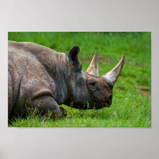 Poster Rhino Dans L'Herbe (Devant)