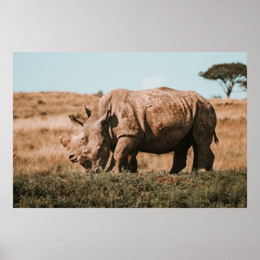 POSTER RHINO EN AFRIQUE (Devant)